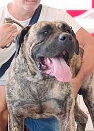 BANDOG disponibili