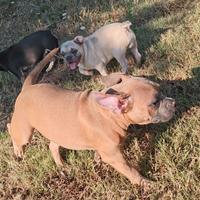 American bully pocket