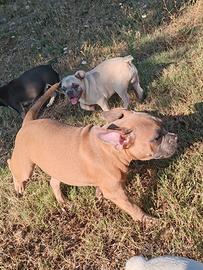 American bully pocket