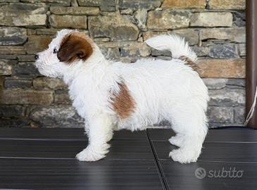 Jack Russell Terrier