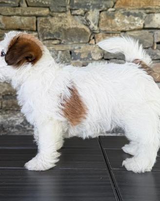 Jack Russell Terrier