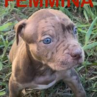 Dispo. cuccioli American pitbull terrier merle