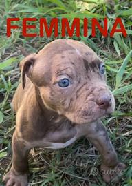 Dispo. cuccioli American pitbull terrier merle