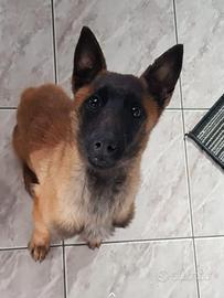 Cucciola pastore belga malinois