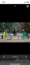 Mezzafida cavallo