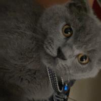 Gatto scottish fold