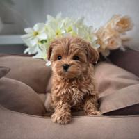 Maltipoo F1 femmina mini