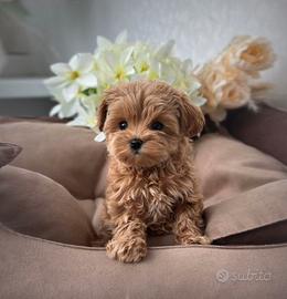 Maltipoo F1 femmina mini