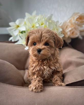 Maltipoo F1 femmina mini