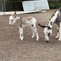 Asini - pony e animali da compagnia