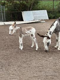 Asini - pony e animali da compagnia