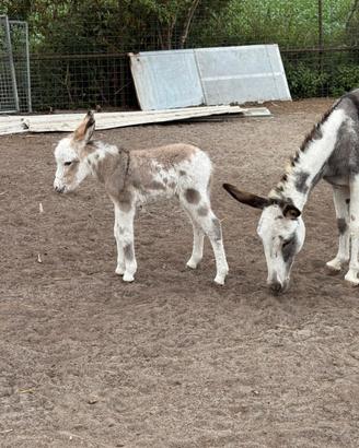 Asini - pony e animali da compagnia