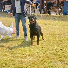 Rottweiler maschio