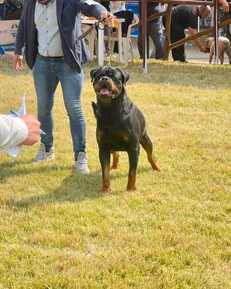 Rottweiler maschio