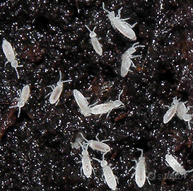 collembola