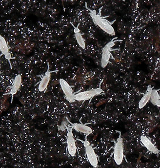collembola
