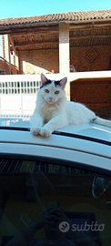 Simil Maine coon
