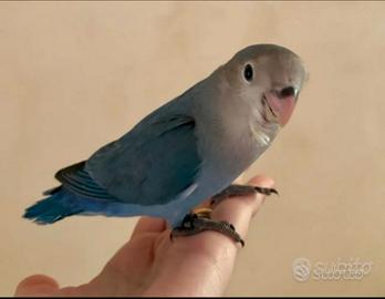 Inseparabile blu allevato a mano