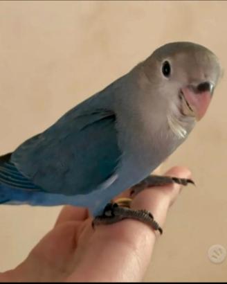 Inseparabile blu allevato a mano