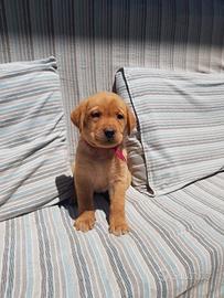 Disponibili cuccioli di labrador gialli/neri