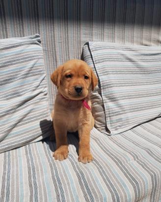 Disponibili cuccioli di labrador gialli/neri