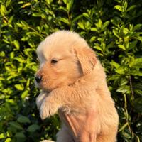 Golden retriever americano