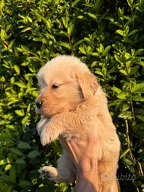 Golden retriever americano
