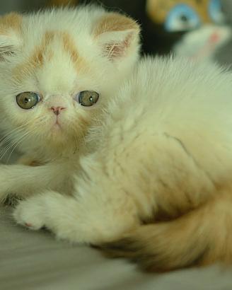 Cucciola femmina calico di gatti Exotic Shirthair