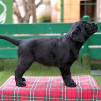 Cucciola Labrador Retriever Pedigree Nera Expò