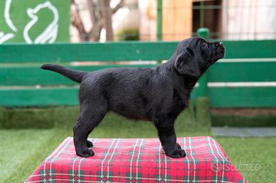 Cucciola Labrador Retriever Pedigree Nera Expò