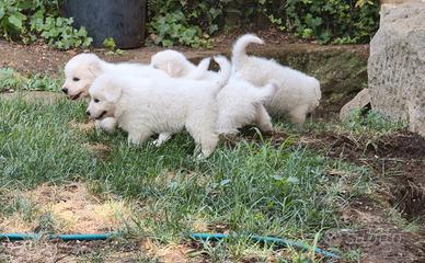 Cuccioli di Pastore Maremmano con PEDIGREE