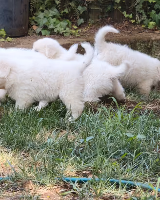 Cuccioli di Pastore Maremmano con PEDIGREE