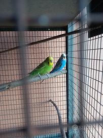 cocorite adulte