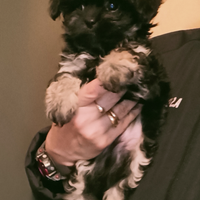 Maltipoo figli di maltese coreano