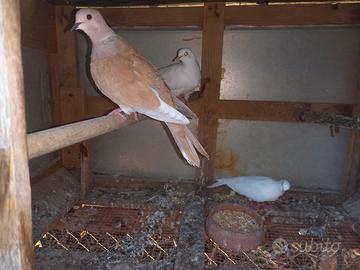 Coppia tortore