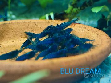 neocaridine/gamberetti/acquario