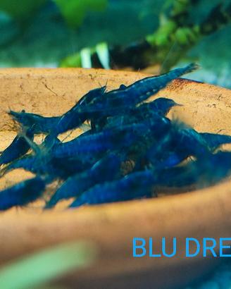 neocaridine/gamberetti/acquario