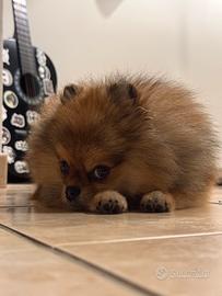 Pomerania maschio per monta