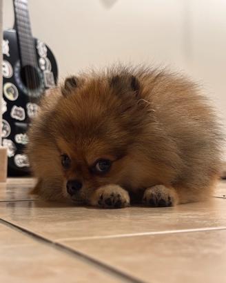 Pomerania maschio per monta