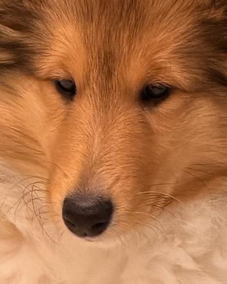 Cucciolo pastore scozzese a pelo lungo