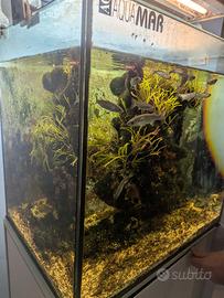 ACQUARIO AQUAMAR 60x45x56 COMPLETO, TRATTABILE