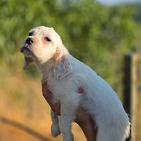 Cuccioli setter inglese