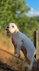 Cuccioli setter inglese