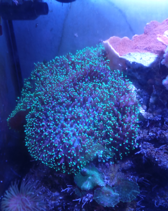Rhodactis green