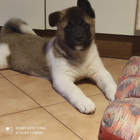 Cucciolo Akita Americano