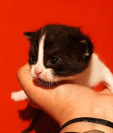 Gattini