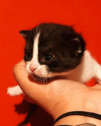 Gattini