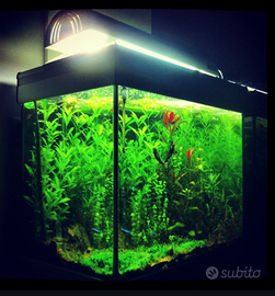 Acquario Professionale 100L COMPLETO
