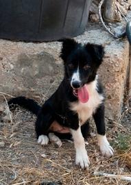  Border collie
