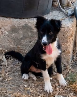  Border collie
